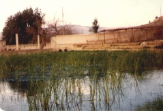 بلدة السخنة_53