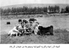 صور مدينة الزرقاء_10