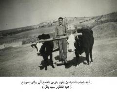 بلدة صويلح_15